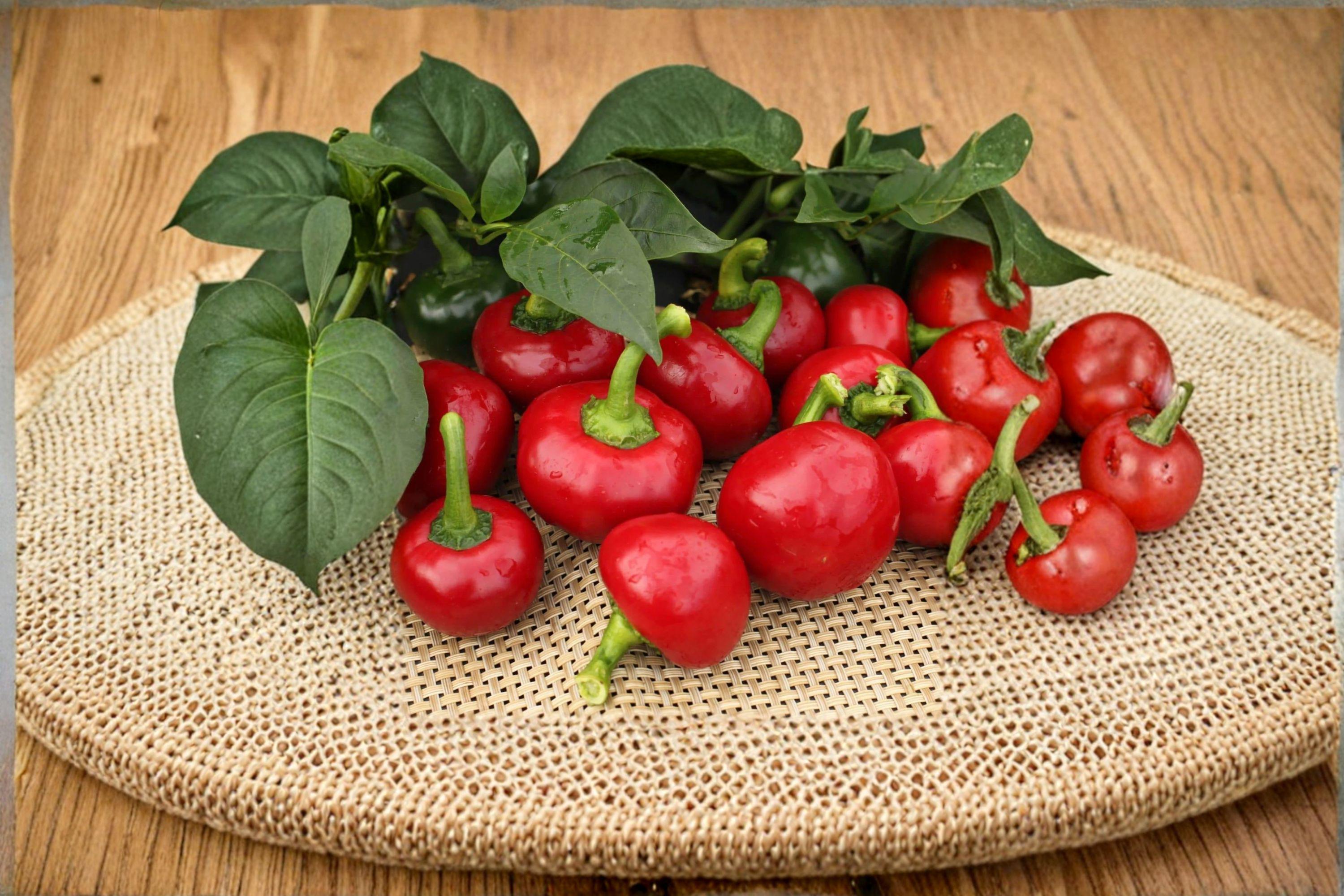 Large Hot Cherry – Hot Pepper 25 Seeds | Classic Cherry Pepper | Thick-Walled | Hot & Perfect for Pickling