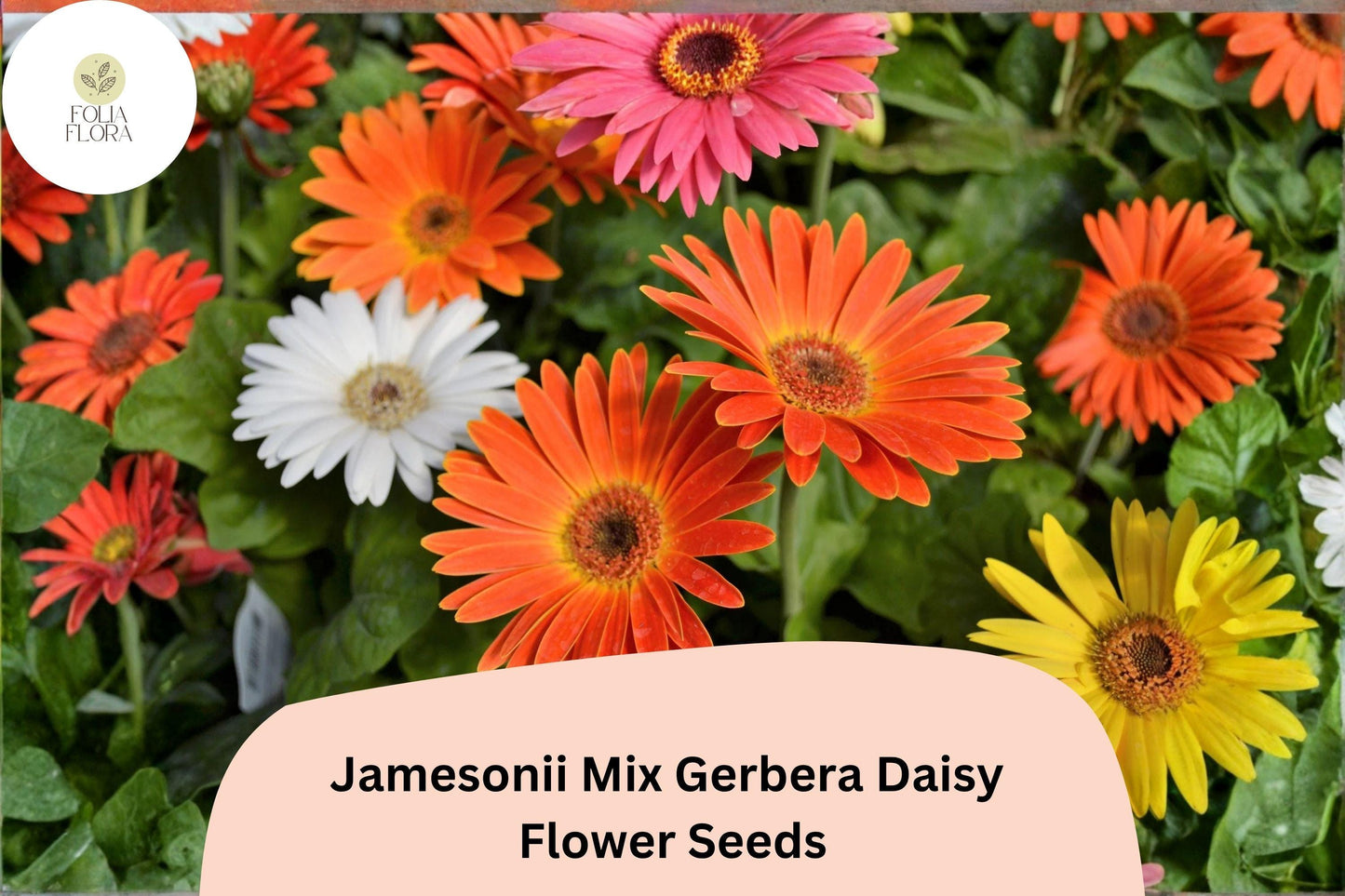 200+ Jamesonii Mix Gerbera Daisy Seeds | Vibrant Mixed Colors | Long-Lasting Cut Flowers | Garden Blooms