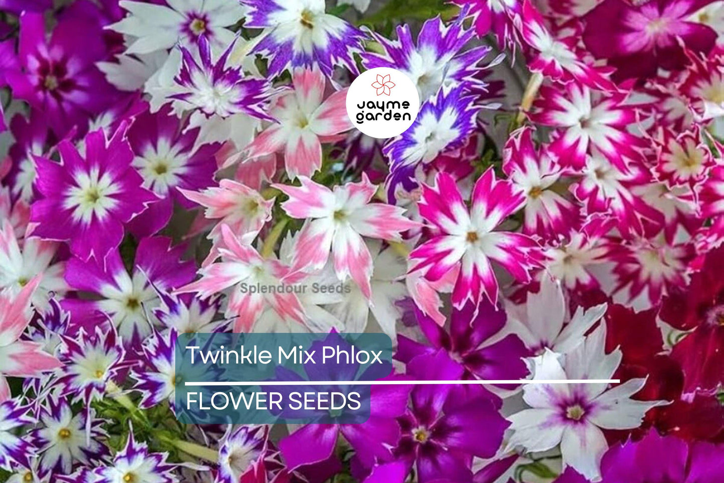 50+ Twinkle Mix Phlox Seeds - 10" Star-Shaped Flowers, Annual USA Seller