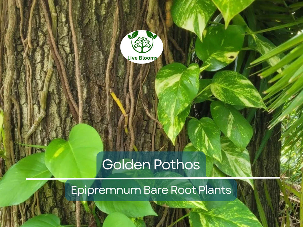 6 Golden Pothos Cuttings – Live Bare Rooted Plants (3–6") – Easy Indoor/Outdoor Houseplant – Air Purifier & Fast Grower
