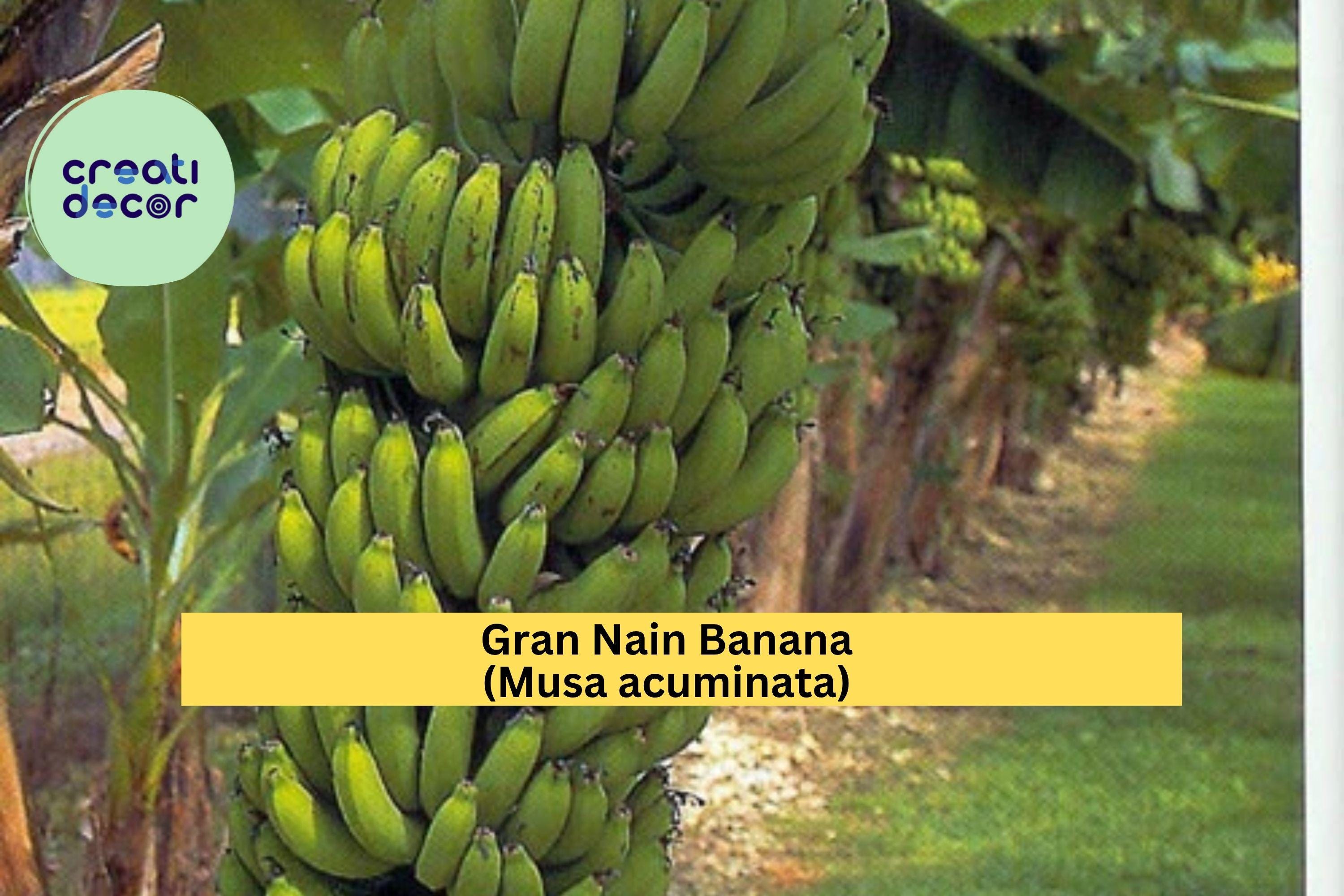 Gran Nain Banana Plant – Musa acuminata Live Rooted Starter, Tropical Fruit Tree Variety, Popular Edible Banana, Fast-Growing Zone 9–11