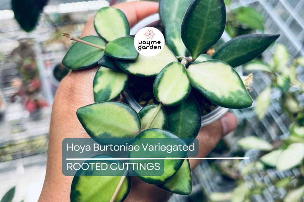 Uncommon Hoya Burtoniae Inner Variegated - Exact Plant “A” in 4” Hanging Pot - Rare Variegated Hoya Houseplant