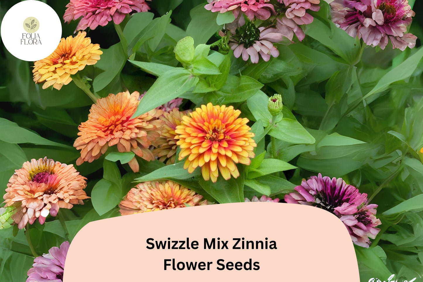 100+ Swizzle Mix Zinnia Seeds | Bright Annual Flower Seeds for Garden Planting | Easy Grow Cut Flowers, Pollinator Friendly