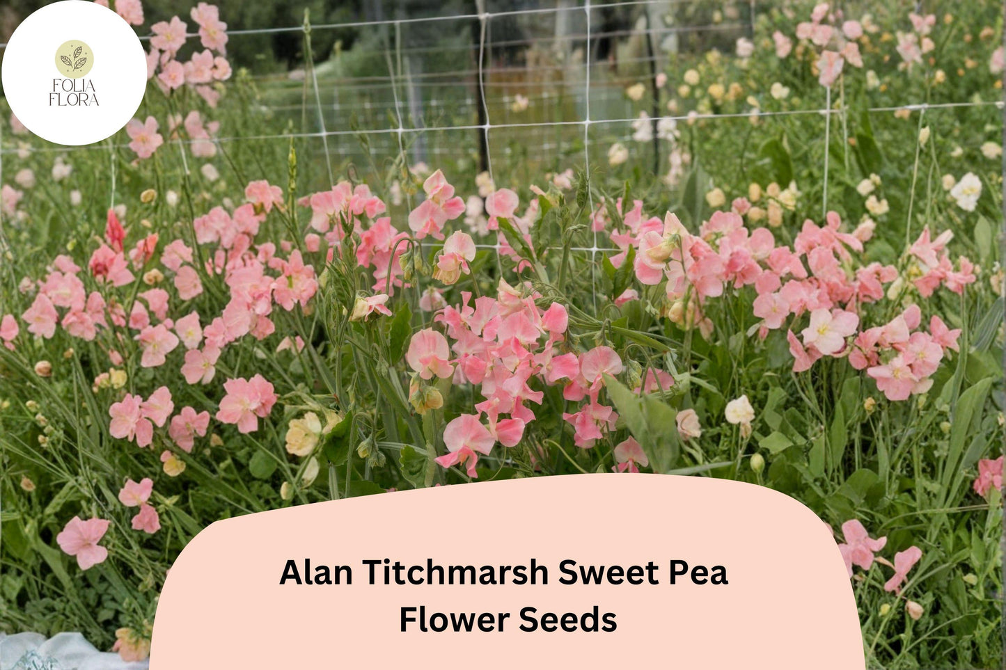 50+ Alan Titchmarsh Sweet Pea Seeds | Soft Salmon-Pink Heirloom Climbing Flowers for Garden