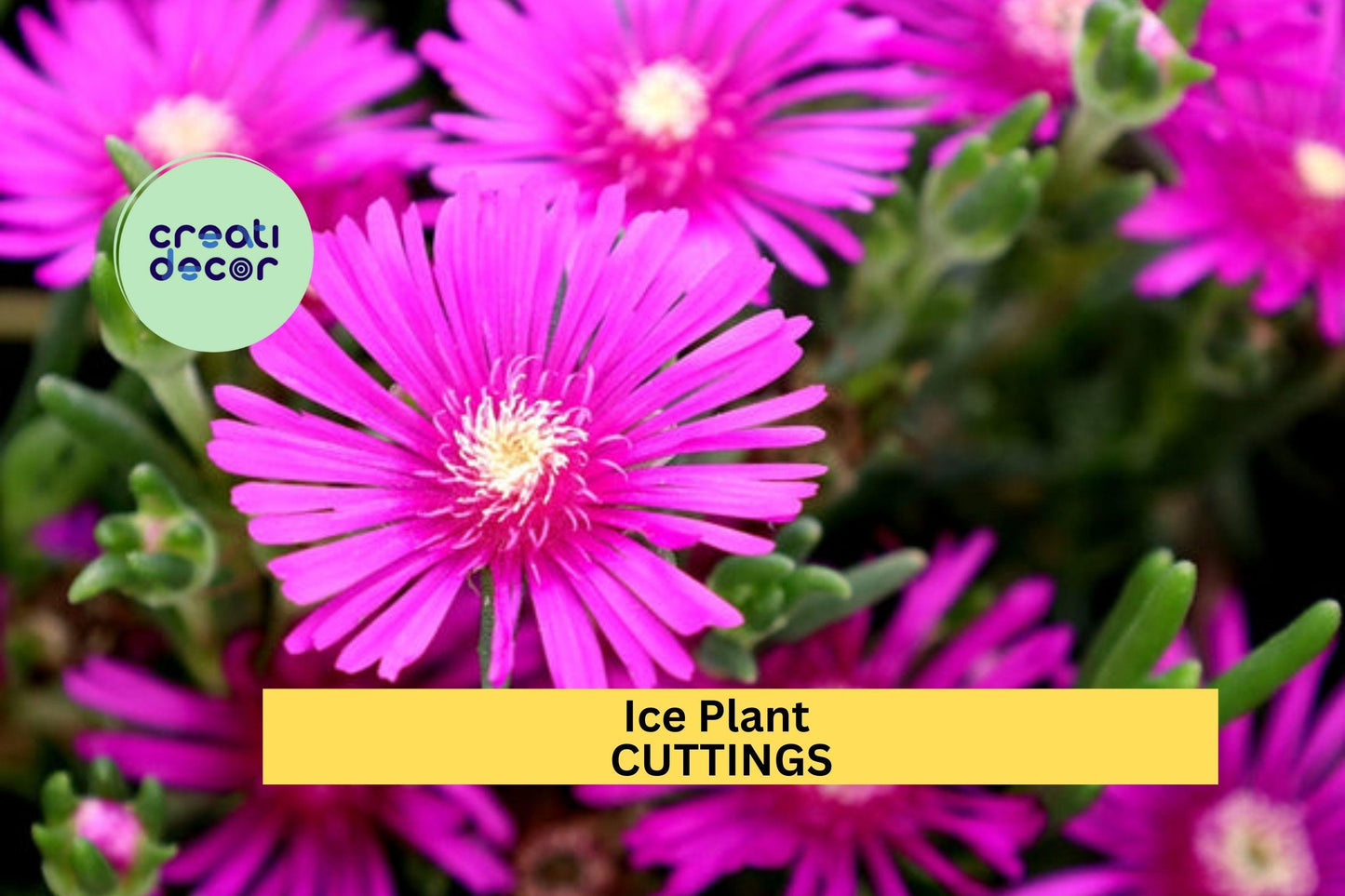 Magenta Ice Plant Cuttings (5) | Delosperma Cooperi | Hardy Ground Cover | Drought-Tolerant Succulent | Unrooted Starter Set