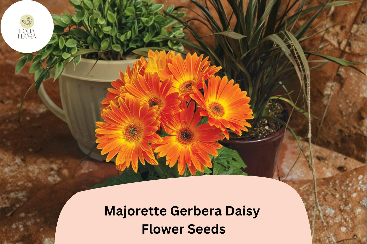 200+ Majorette Gerbera Daisy Seeds | Gerbera jamesonii | Bright Cut Flowers for Garden