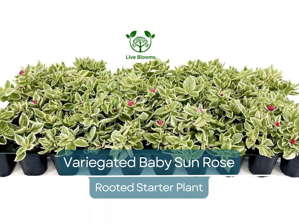 3 Variegated Baby Sun Rose Live Starter Plants - Aptenia Cordifolia Variegata, Trailing Succulent, Low Maintenance Groundcover