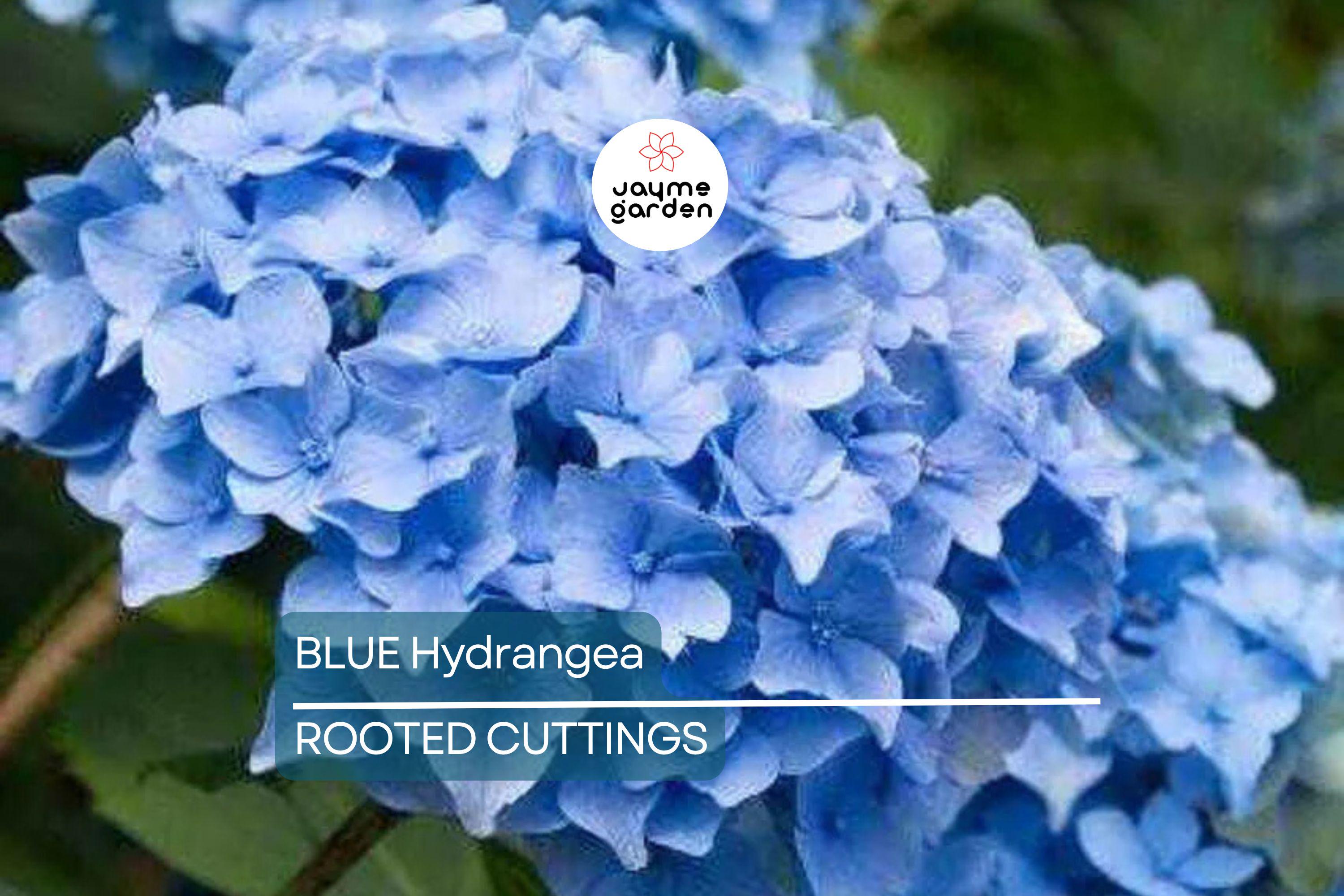 Blue Hydrangea Plants | 3-5” Fully Rooted Cuttings | Live Plant | Gorgeous Blooms | Color Change |