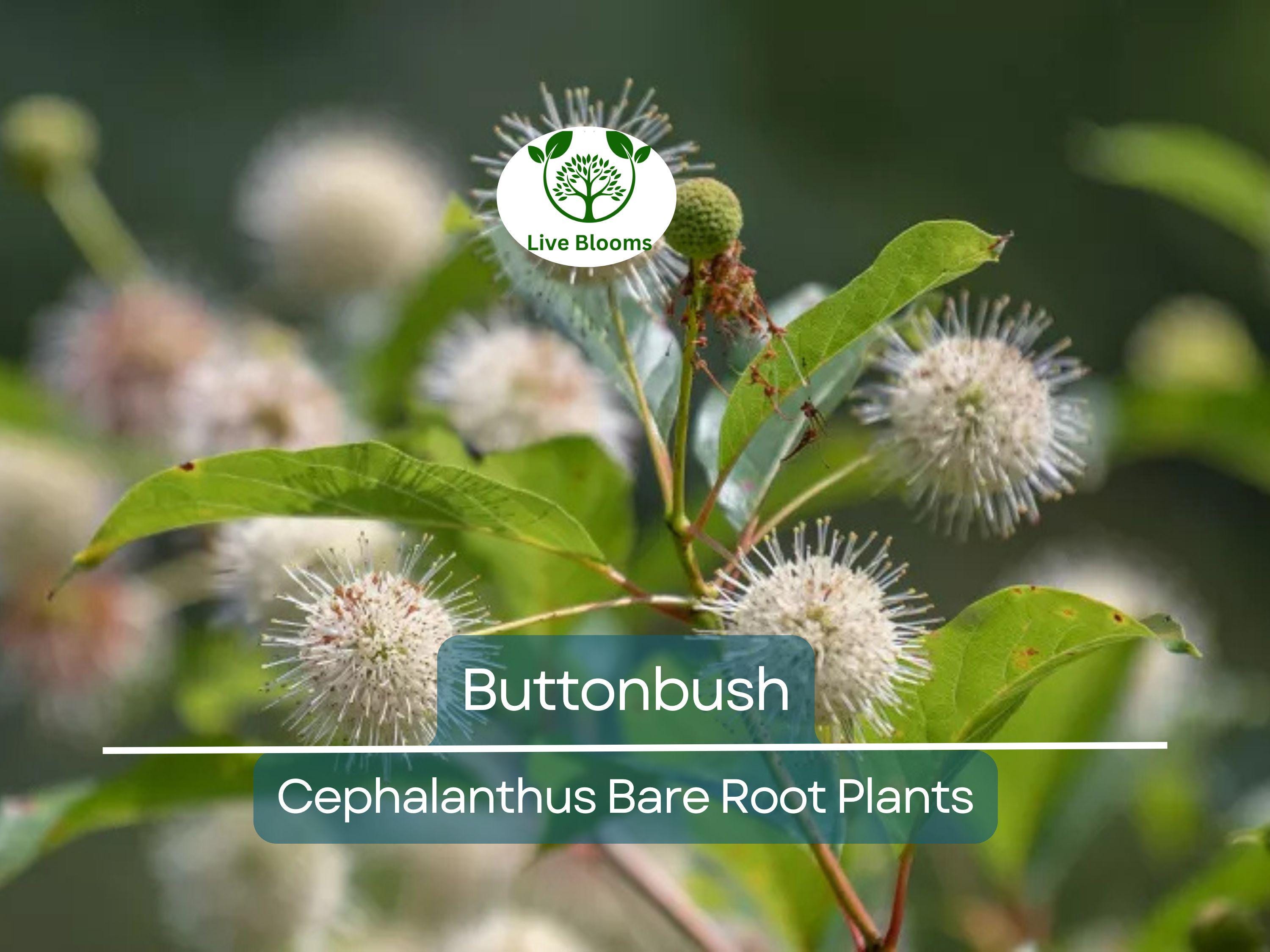 1 Buttonbush Live Plant – Cephalanthus Occidentalis 12–18” Bare Root Shrub – Native Pollinator Magnet with Unique Blooms