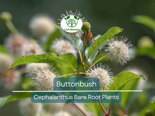 1 Buttonbush Live Plant – Cephalanthus Occidentalis 12–18” Bare Root Shrub – Native Pollinator Magnet with Unique Blooms