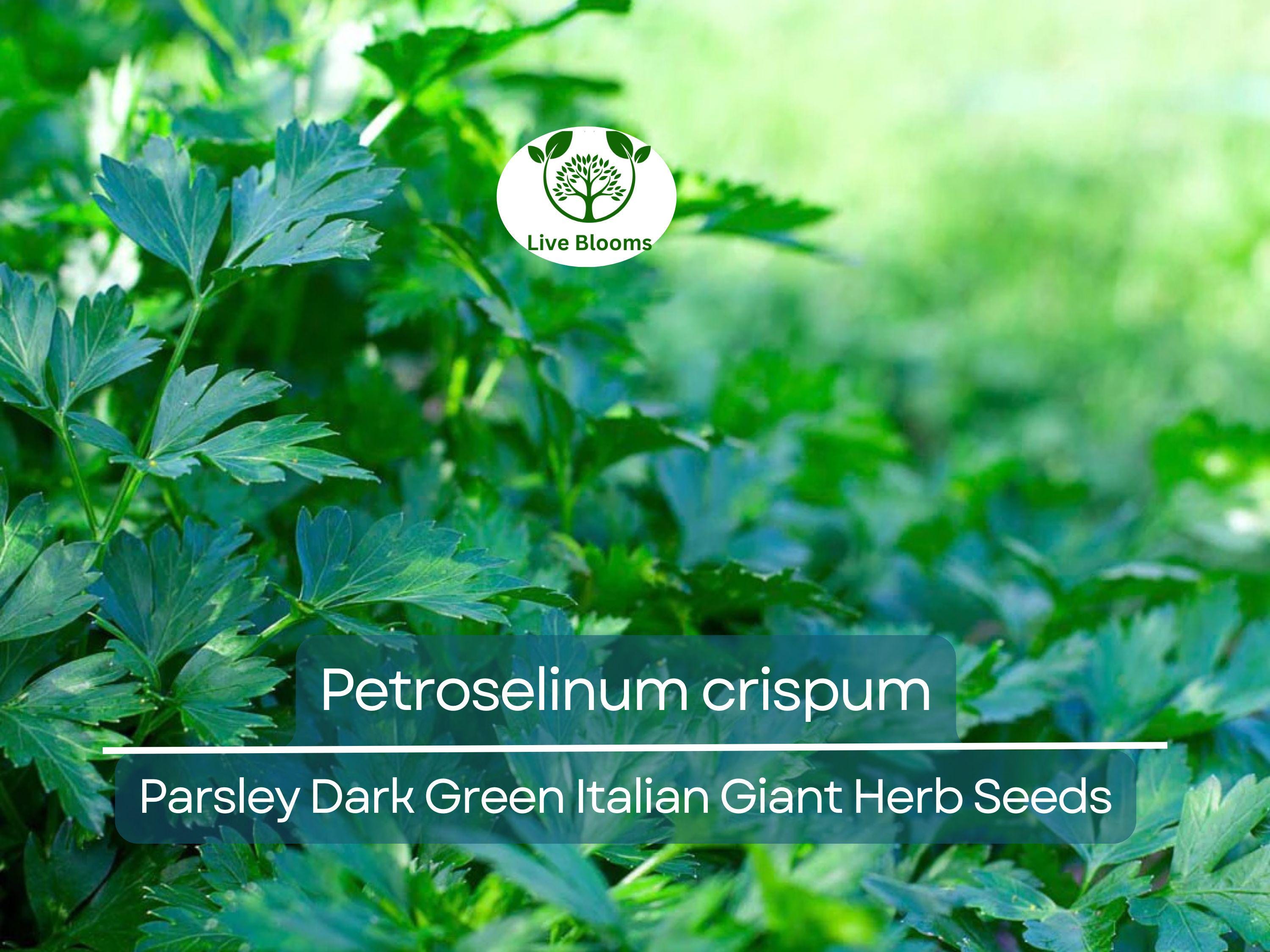 500 Parsley Seeds - Dark Green Italian Giant for Planting - Petroselinum crispum - Fresh Herb for Cooking, Garden, & Kitchen Use