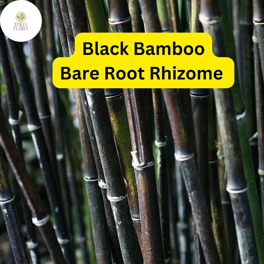 1 Black Bamboo Live Plant, Phyllostachys nigra, Multi-Cane Bamboo, Ornamental Privacy Screen, Fast Growing
