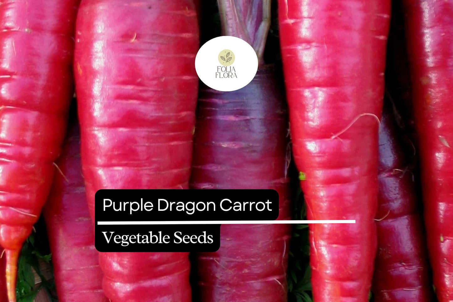 200 Seeds Purple Dragon Carrot, Daucus Carota, Vibrant Purple Heirloom Carrot