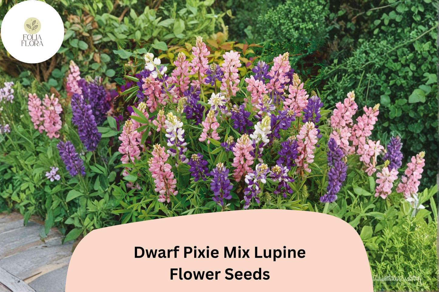 25+ Dwarf Pixie Mix Lupine Seeds | Lupinus nanus | Compact Mixed Colors