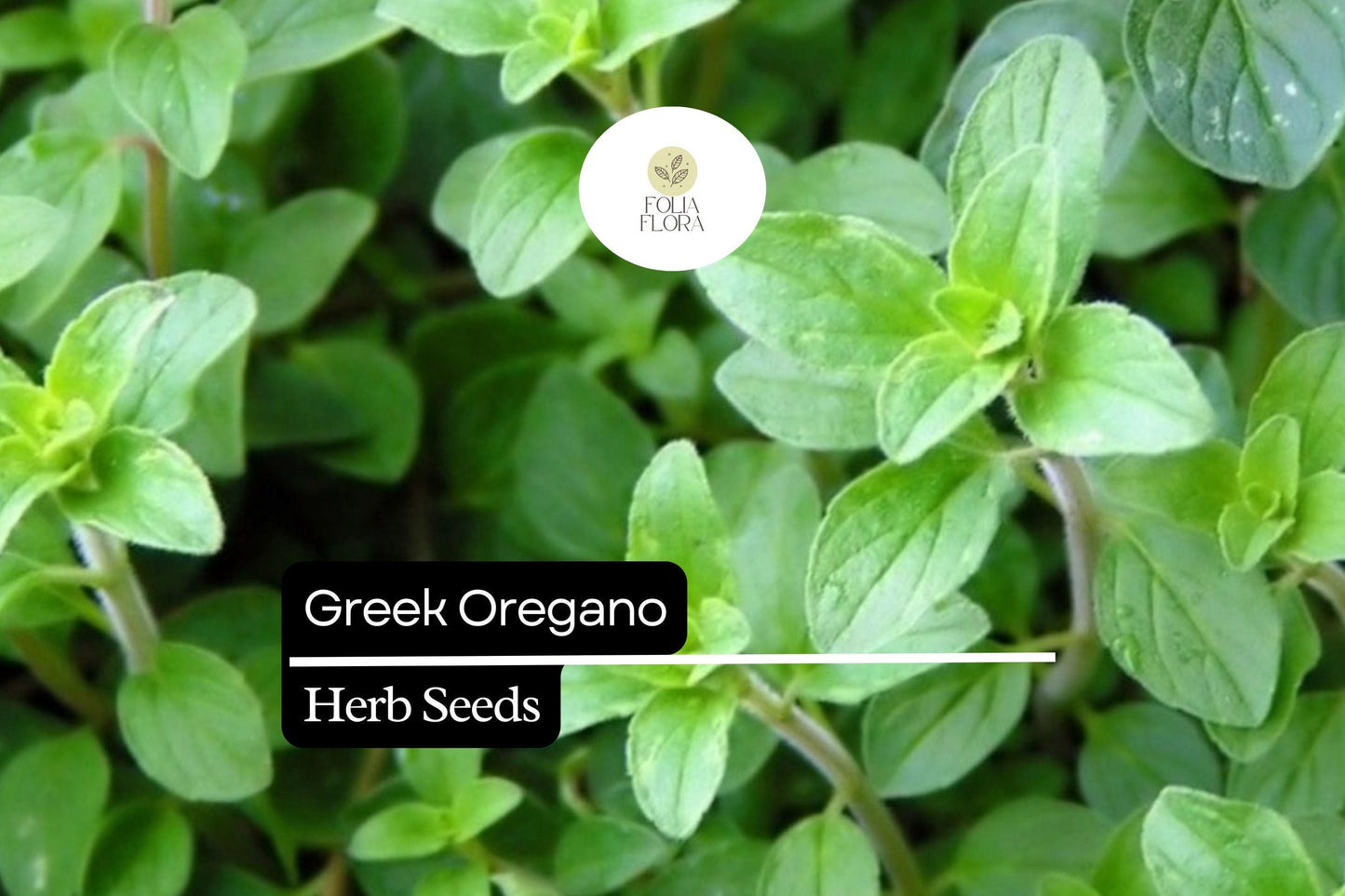 2000 Seeds Greek Oregano (Origanum vulgare subsp. hirtum) – Aromatic Culinary Herb for Gardens and Pots