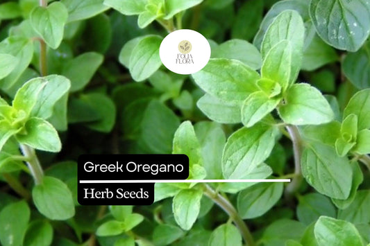 2000 Seeds Greek Oregano (Origanum vulgare subsp. hirtum) – Aromatic Culinary Herb for Gardens and Pots