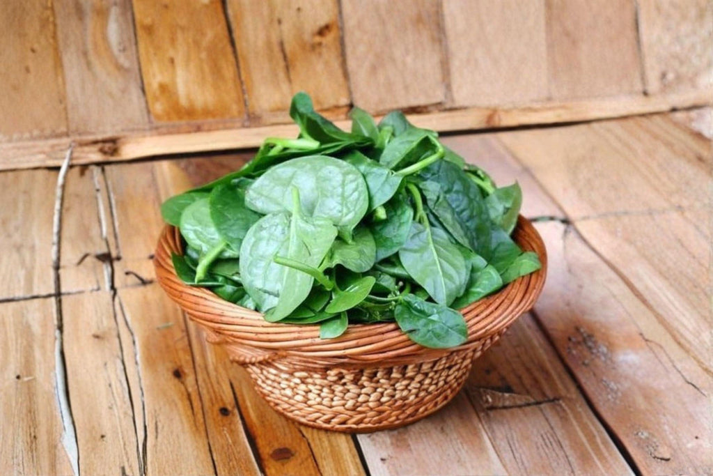Malabar Spinach – Green Vines Supreme 30 Seeds | Heat-Tolerant Climbing Green | Thick Glossy Leaves | Summer Spinach Alternative