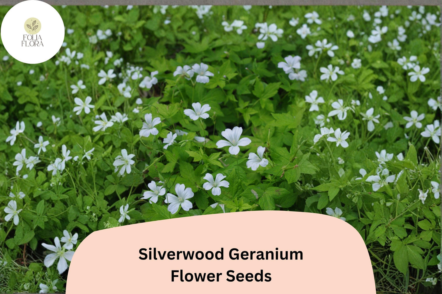 25+ Silverwood Geranium Seeds | White Cranesbill | Hardy Perennial Geranium sanguineum Silverwood Seeds for Garden Borders