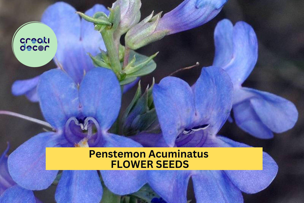 3pcs of 100mg Penstemon acuminatus Seeds – Blue Wildflower for Dry Gardens, Pollinator Beds, or Native Landscaping Seeds for Planting