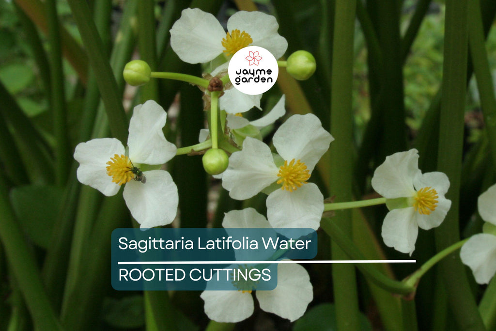 5 Aquatic Broadleaf Arrowhead Roots (Sagittaria Latifolia) Water Garden Plants