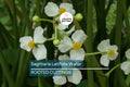 5 Aquatic Broadleaf Arrowhead Roots (Sagittaria Latifolia) Water Garden Plants