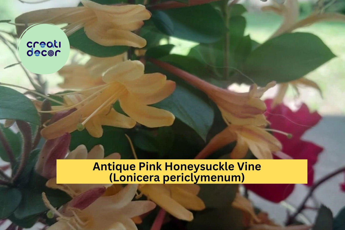 Antique Pink Honeysuckle Vine | Lonicera periclymenum | 2 ft Bare Root Live Fragrant Climbing Plant