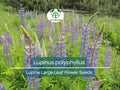 20 Seeds Lupine Large Leaf for Planting – Lupinus polyphyllus, Perennial Flower, Beautiful Garden Plant, Blue & Purple Blooms, Easy to Grow
