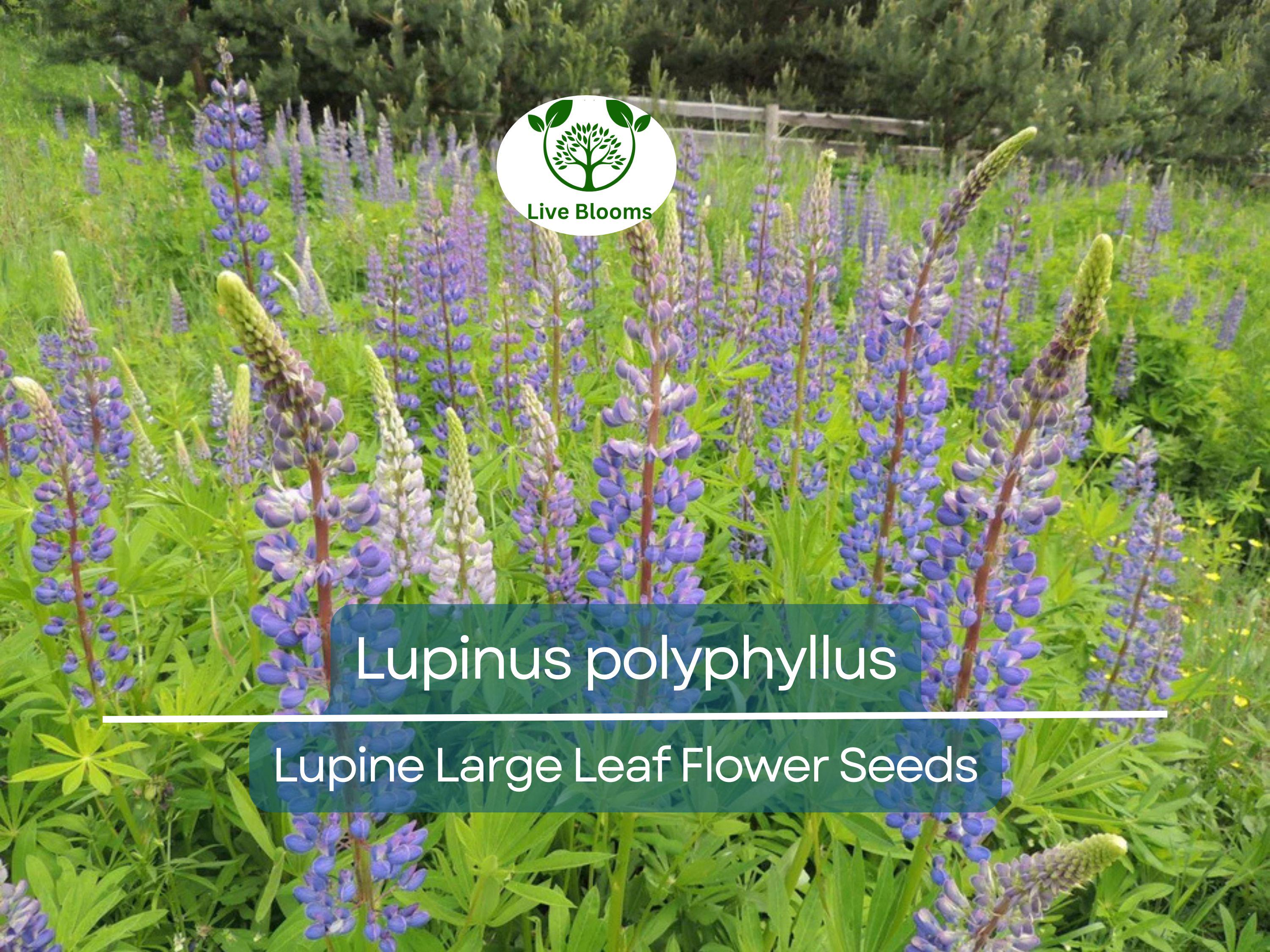 20 Seeds Lupine Large Leaf for Planting – Lupinus polyphyllus, Perennial Flower, Beautiful Garden Plant, Blue & Purple Blooms, Easy to Grow