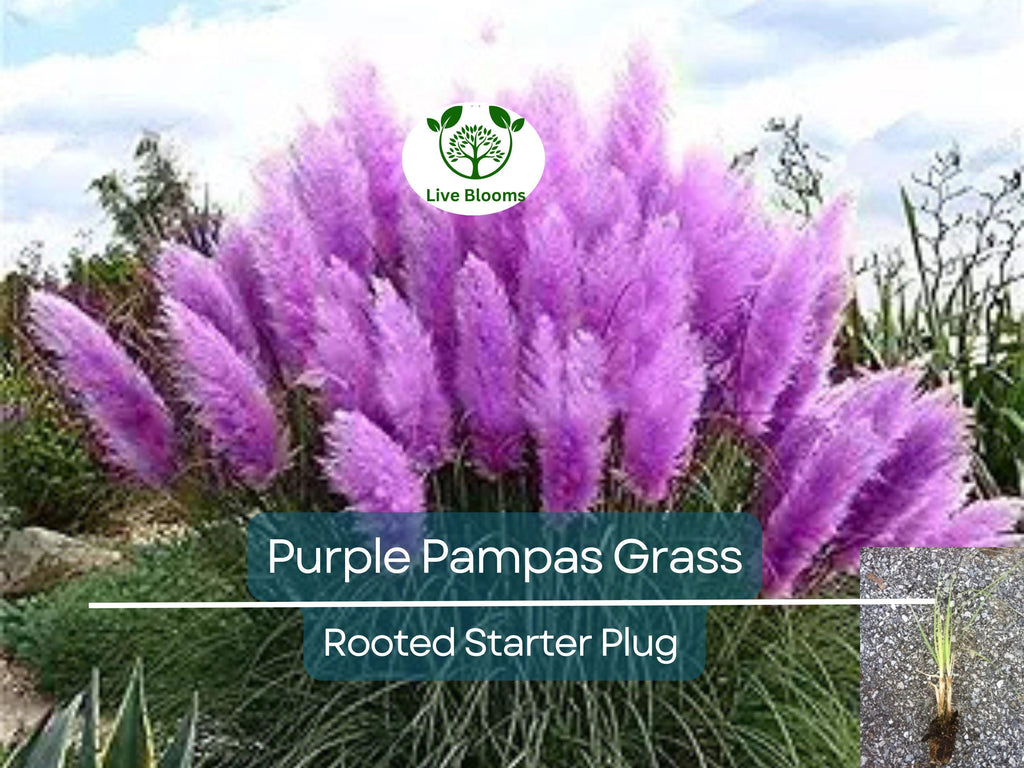 3 Plugs Purple Pampas Grass (Cortaderia selloana) – Ornamental Grass for Landscaping, Garden Decor