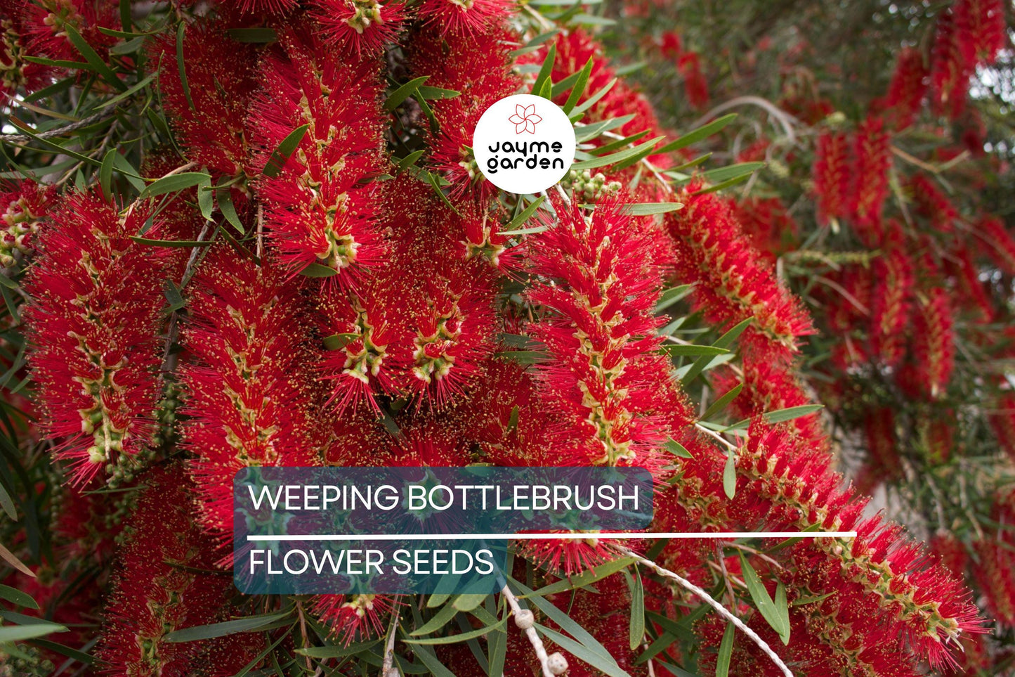 100 Weeping Bottlebrush Tree Seeds – Callistemon viminalis, 15-30 ft Height, Scarlet Blooms, Zones 9-11, Attracts Bees & Hummingbirds