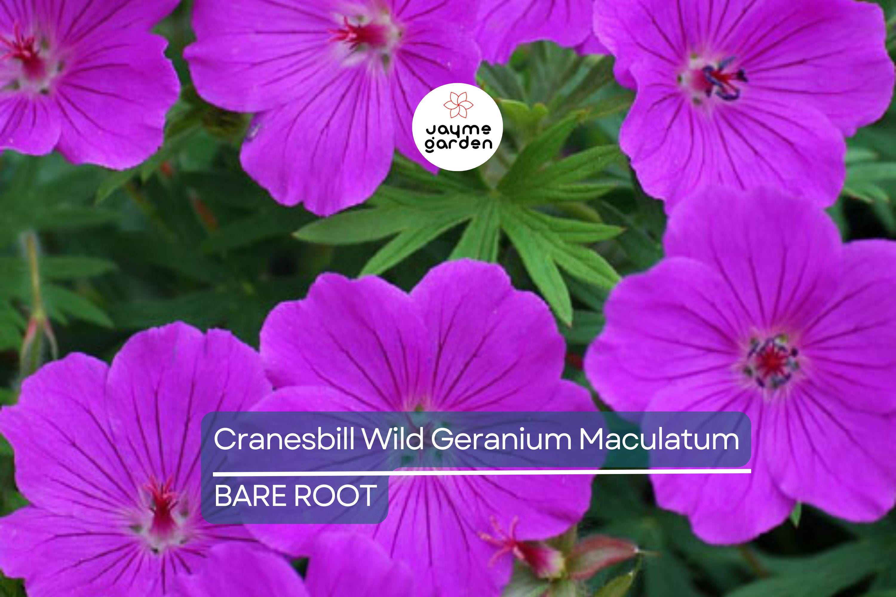 10 Cranesbill Wild Geranium Bare Roots – Organic Native Wildflower, Medicinal, Pollinator-Friendly, Hardy Perennial for Sun & Shade