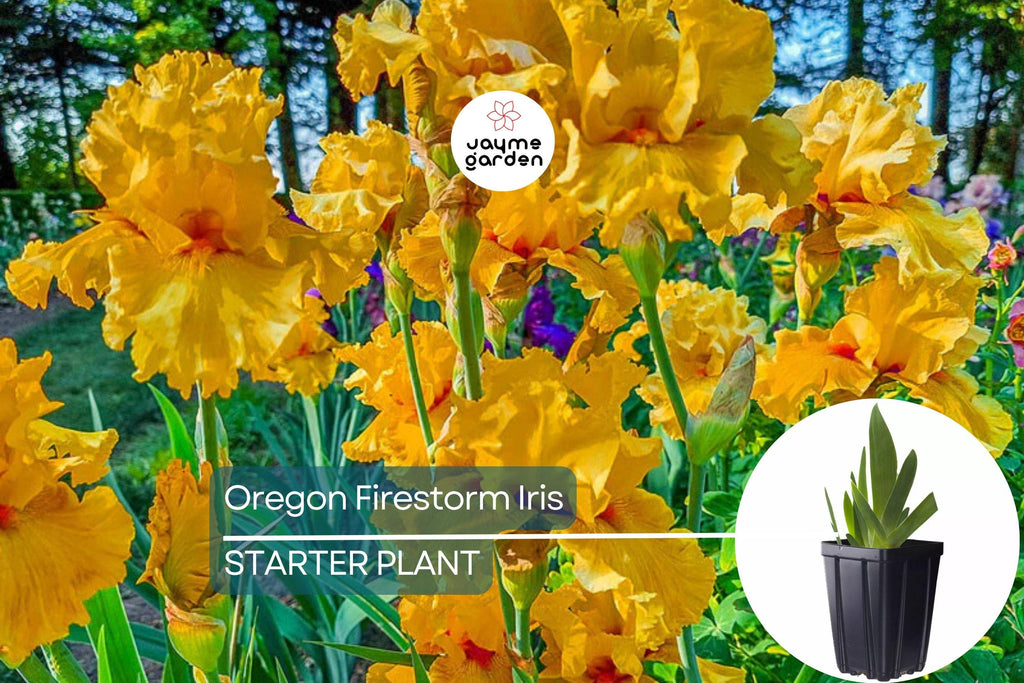 Oregon Firestorm Iris – Quart Pot | Yellow Reblooming Perennial | Deer-Resistant | Drought-Tolerant | Zones 3-10