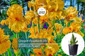 Oregon Firestorm Iris – Quart Pot | Yellow Reblooming Perennial | Deer-Resistant | Drought-Tolerant | Zones 3-10
