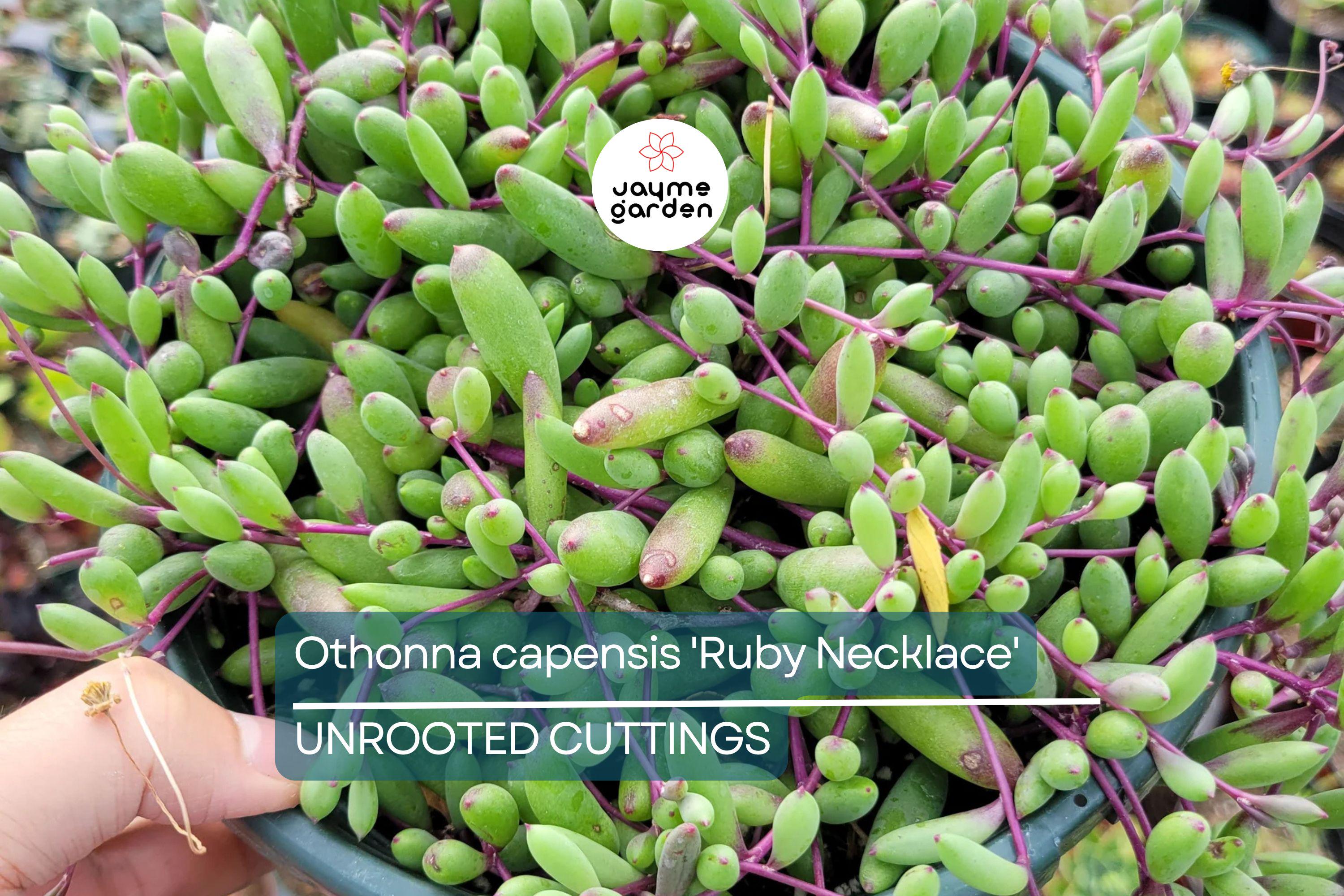Othonna capensis 'Ruby Necklace' Succulent | 5 Live Cuttings | Unique, Trailing Plant