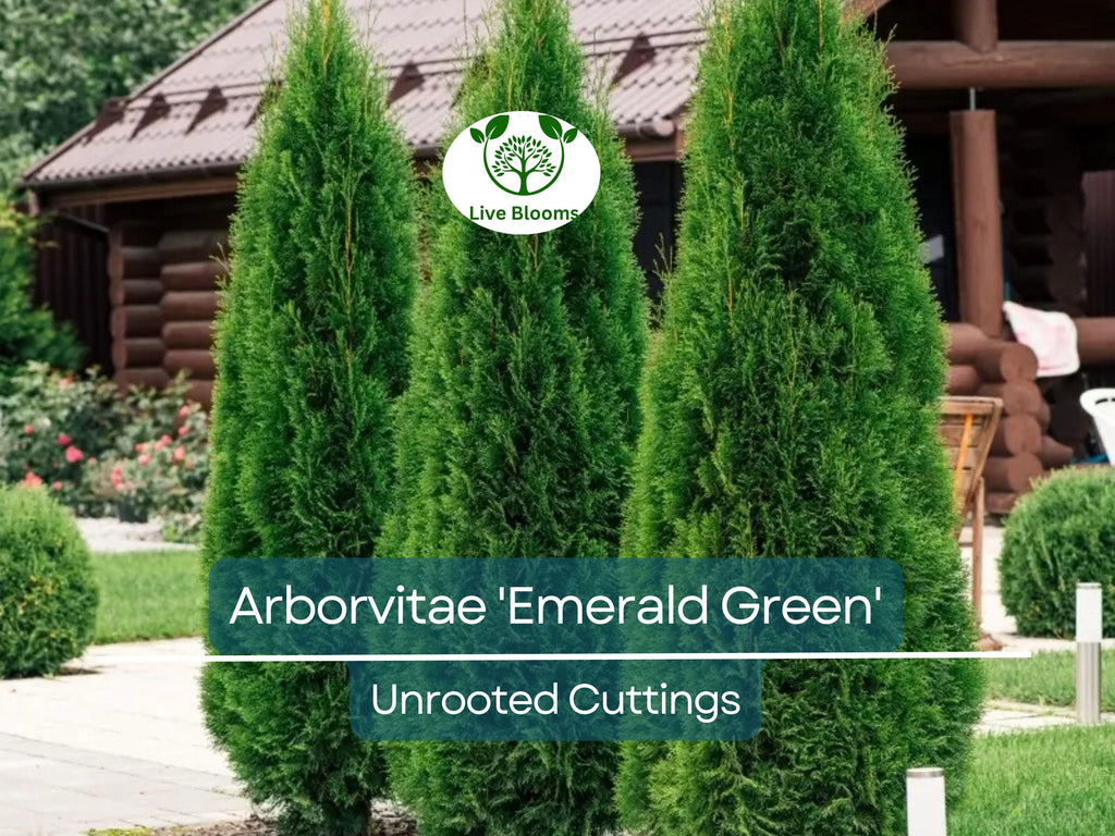 10 Arborvitae Emerald Green Cuttings, Thuja Emerald, Unrooted Shrub 10-15 cm Long - Hardy, Fast-Growing Evergreen for Privacy & Landscaping