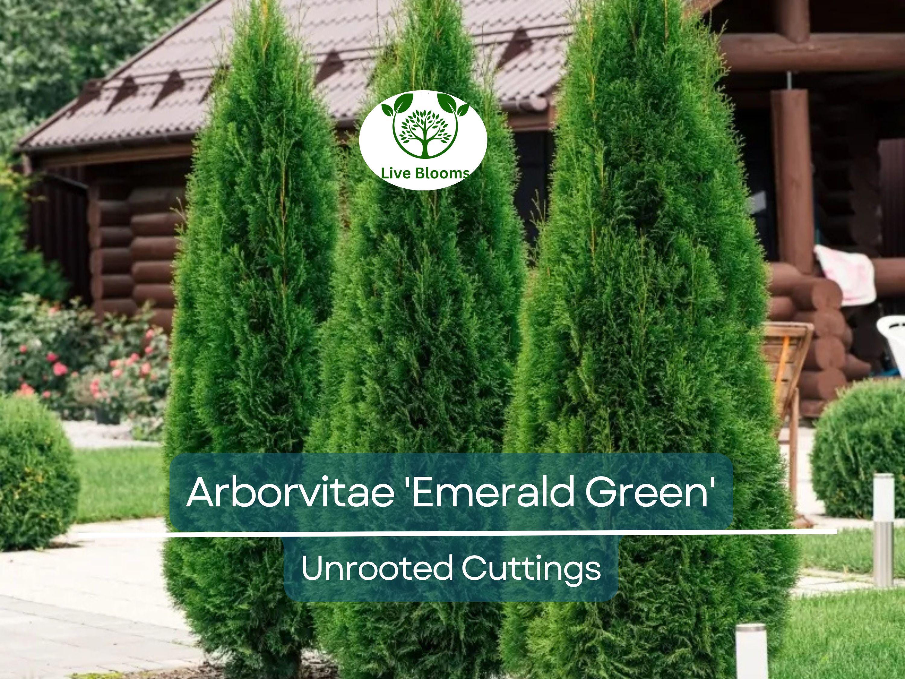 10 Arborvitae Emerald Green Cuttings, Thuja Emerald, Unrooted Shrub 10-15 cm Long - Hardy, Fast-Growing Evergreen for Privacy & Landscaping