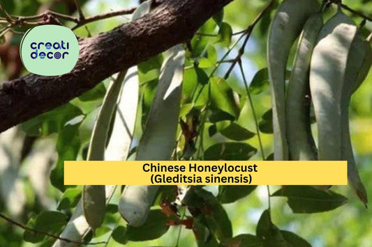 Chinese Honeylocust Seeds (Gleditsia sinensis) – 10 Hardy Tree Seeds | Ornamental Shade Tree | Drought-Tolerant | Soap Bean Tree