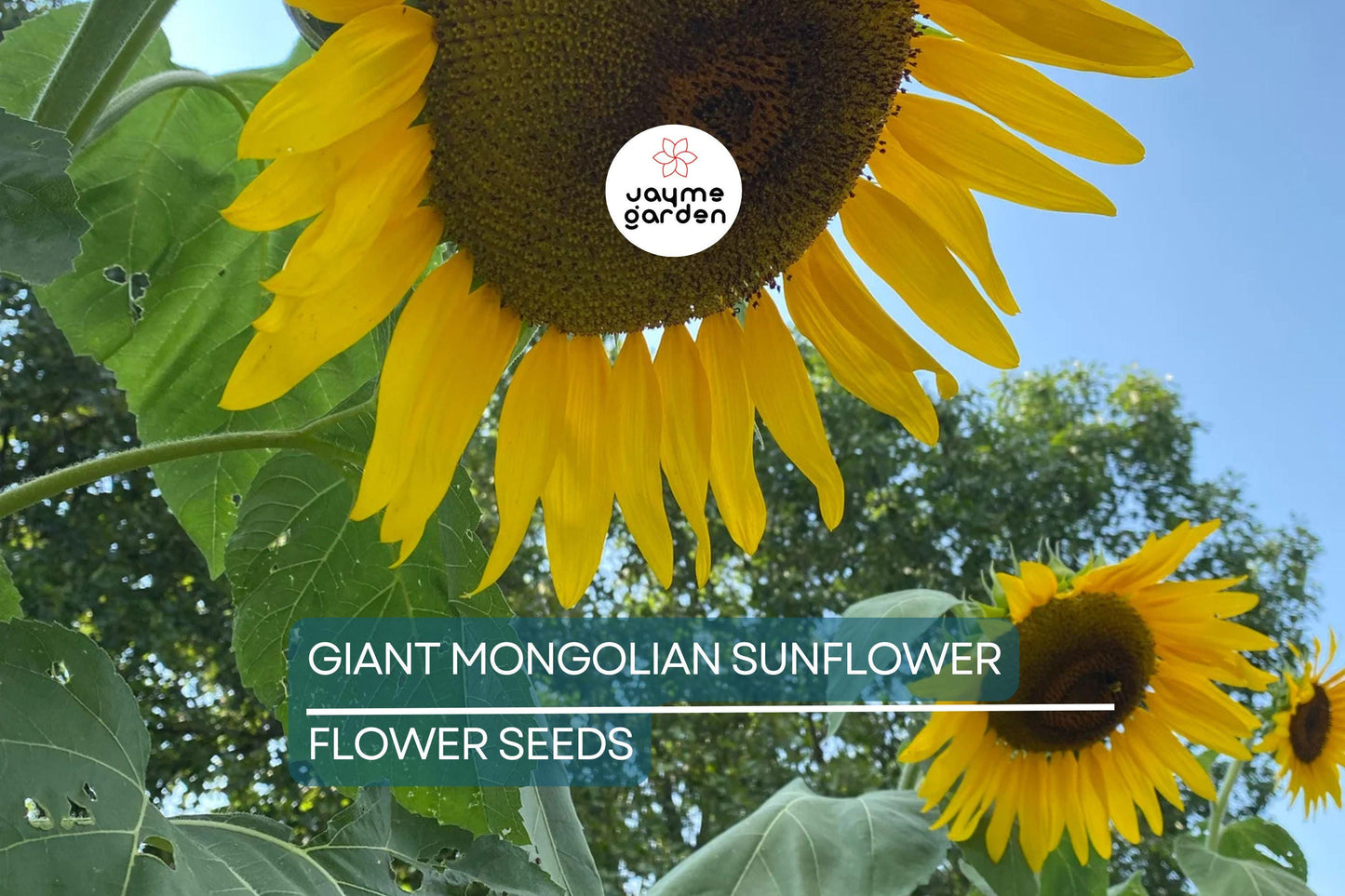 30 Giant Mongolian Sunflower Seeds – Non-GMO, Huge 18" Blooms, 14ft Tall | USA Seller, Free Shipping