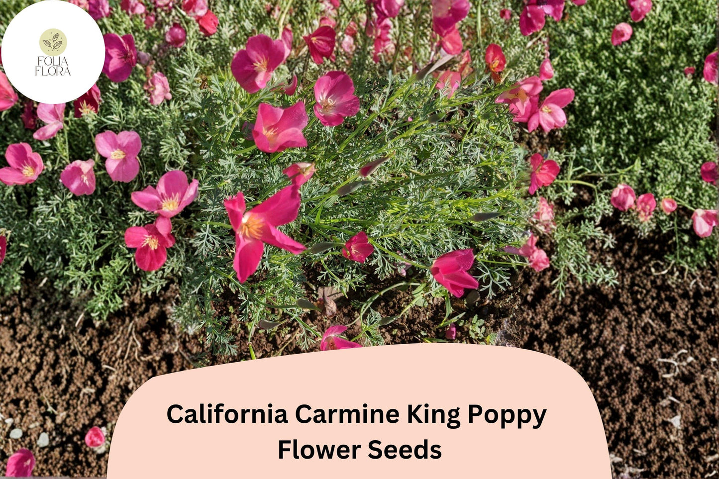 200+ California Carmine King Poppy Seeds | Eschscholzia californica | Bright Red-Pink Blooms | Easy Wildflower Seeds