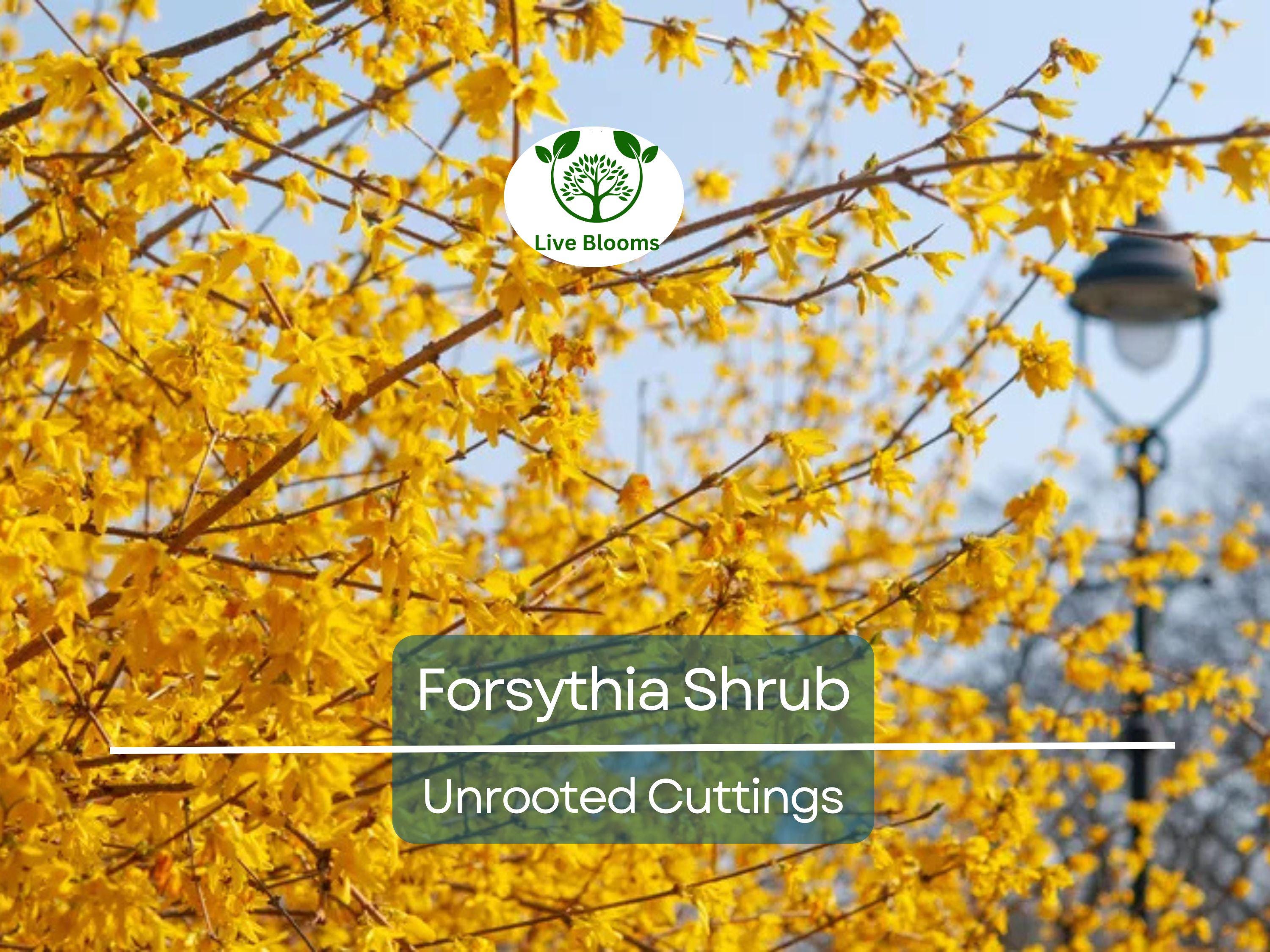 10 Forsythia Unrooted Cuttings (6-8") - Fast Growing Shrub for Rooting - Forsythia x intermedia, Yellow Blooms, Decorative Garden Plant