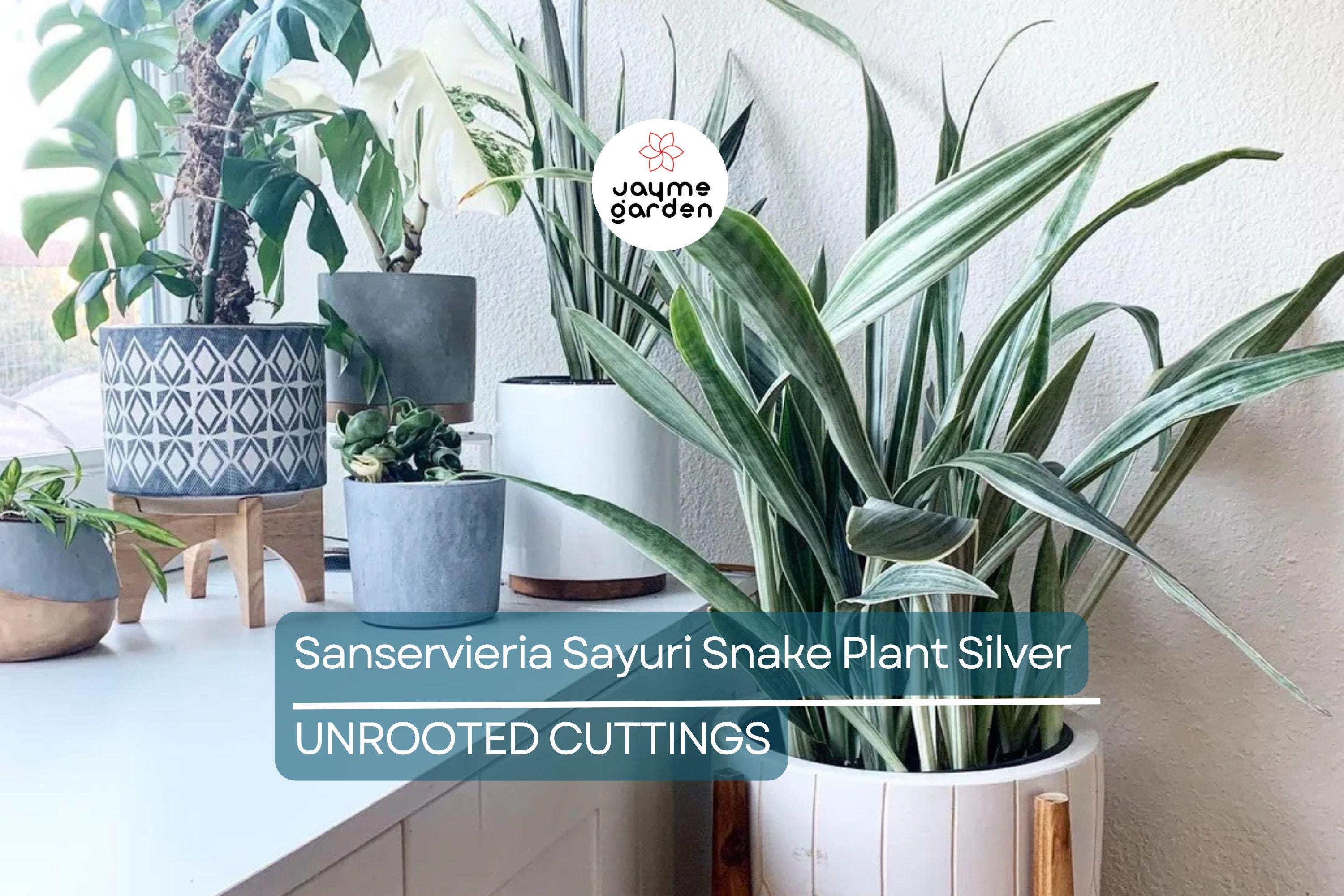 Sansevieria Sayuri Snake Plant Cutting (10-12") | Silver-Green Live Air-Purifying Plant