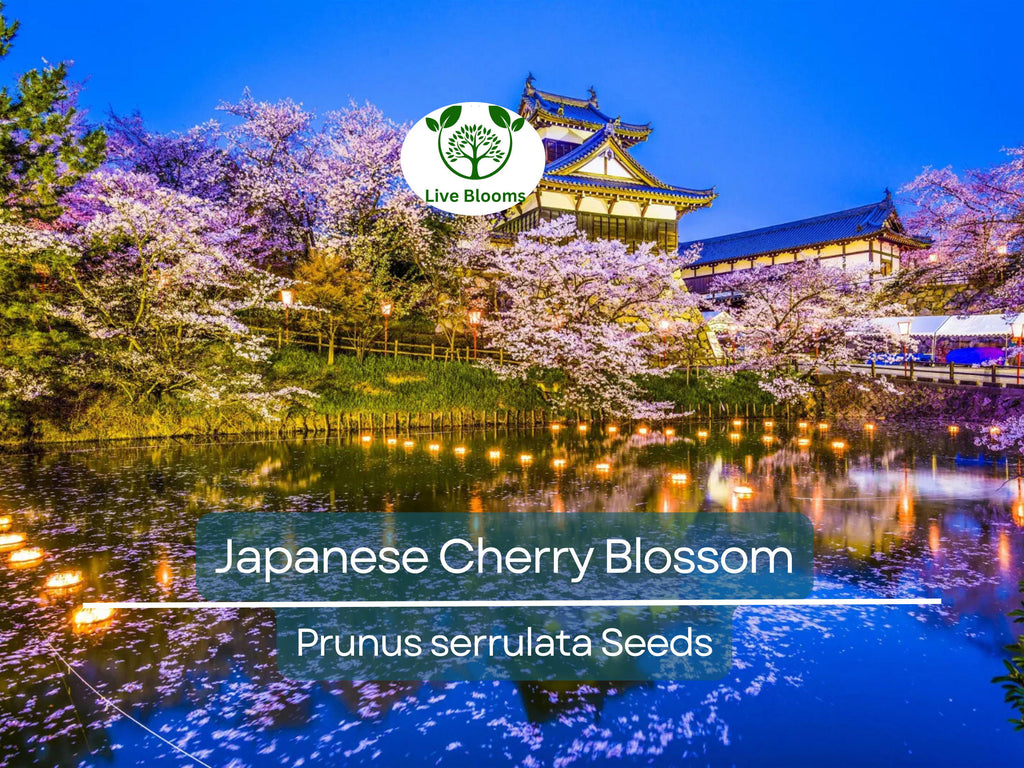 20 Japanese Cherry Blossom Tree Seeds (Prunus serrulata) | Pink Flowering Sakura Bonsai, Beautiful Spring Blooms, Ornamental Tree