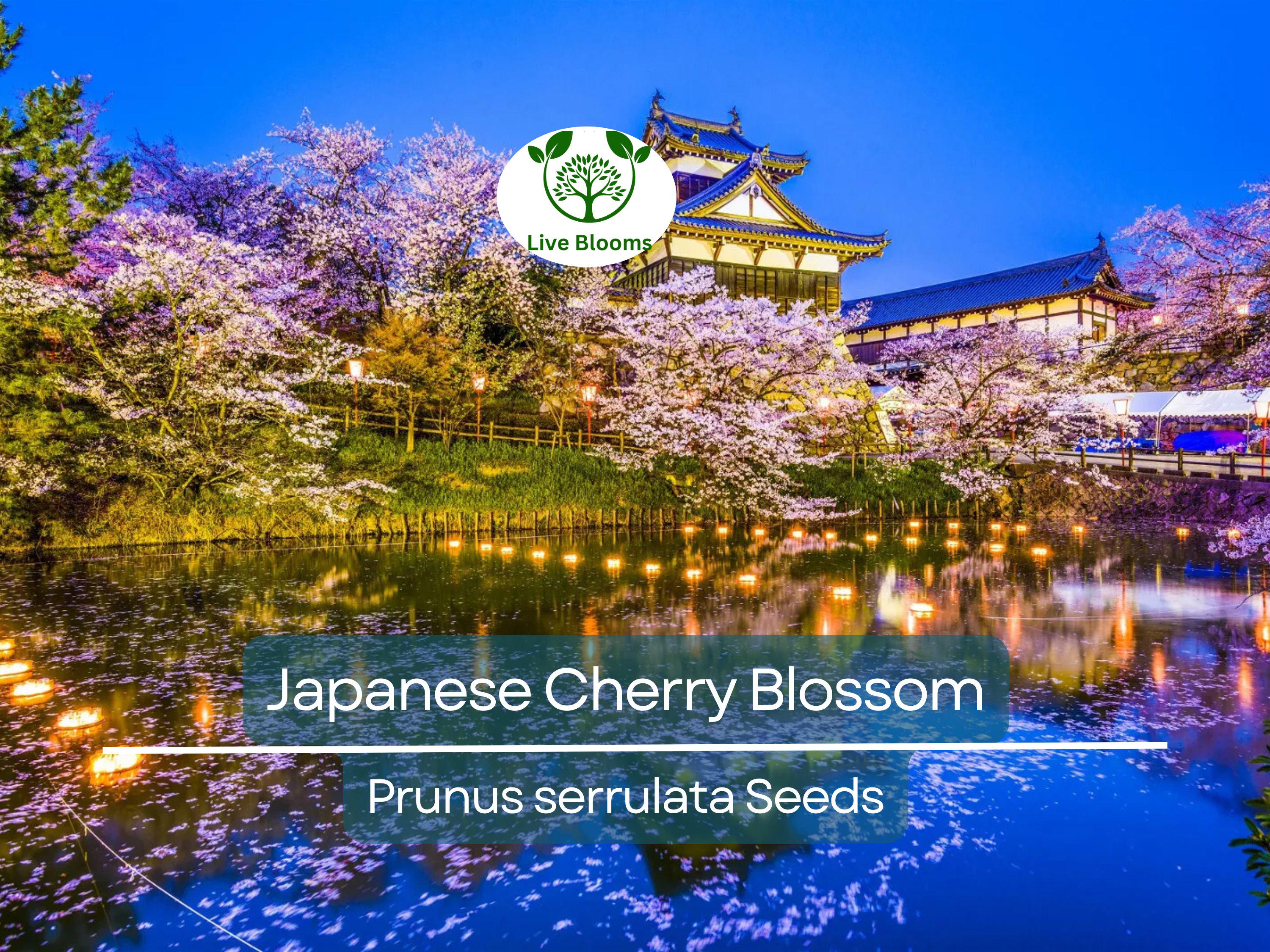 20 Japanese Cherry Blossom Tree Seeds (Prunus serrulata) | Pink Flowering Sakura Bonsai, Beautiful Spring Blooms, Ornamental Tree