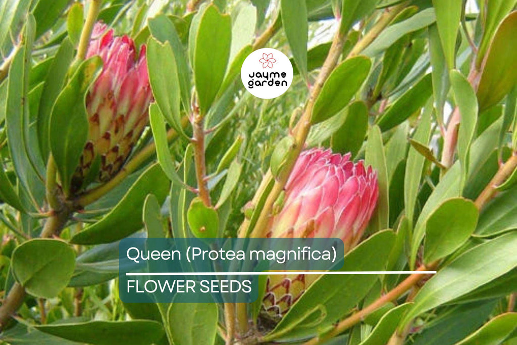 10 Queen Protea Seeds (Protea magnifica) – Rare South African "Woolly Beard" Flower, Exotic Blooms, USDA Zones 9-12, Acidic Soil Plant