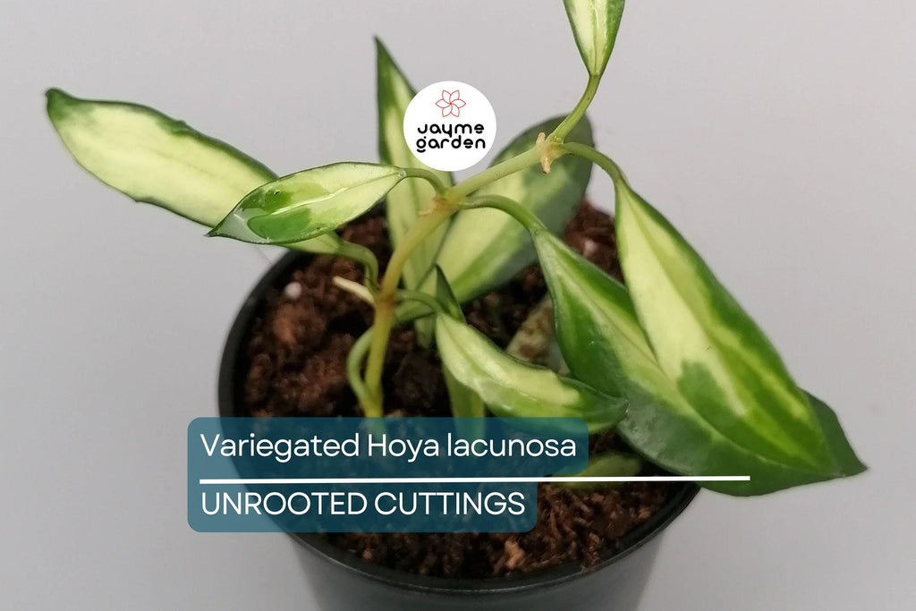 Variegated Hoya Lacunosa Cutting (Unrooted) - Exact Plant, Houseplant