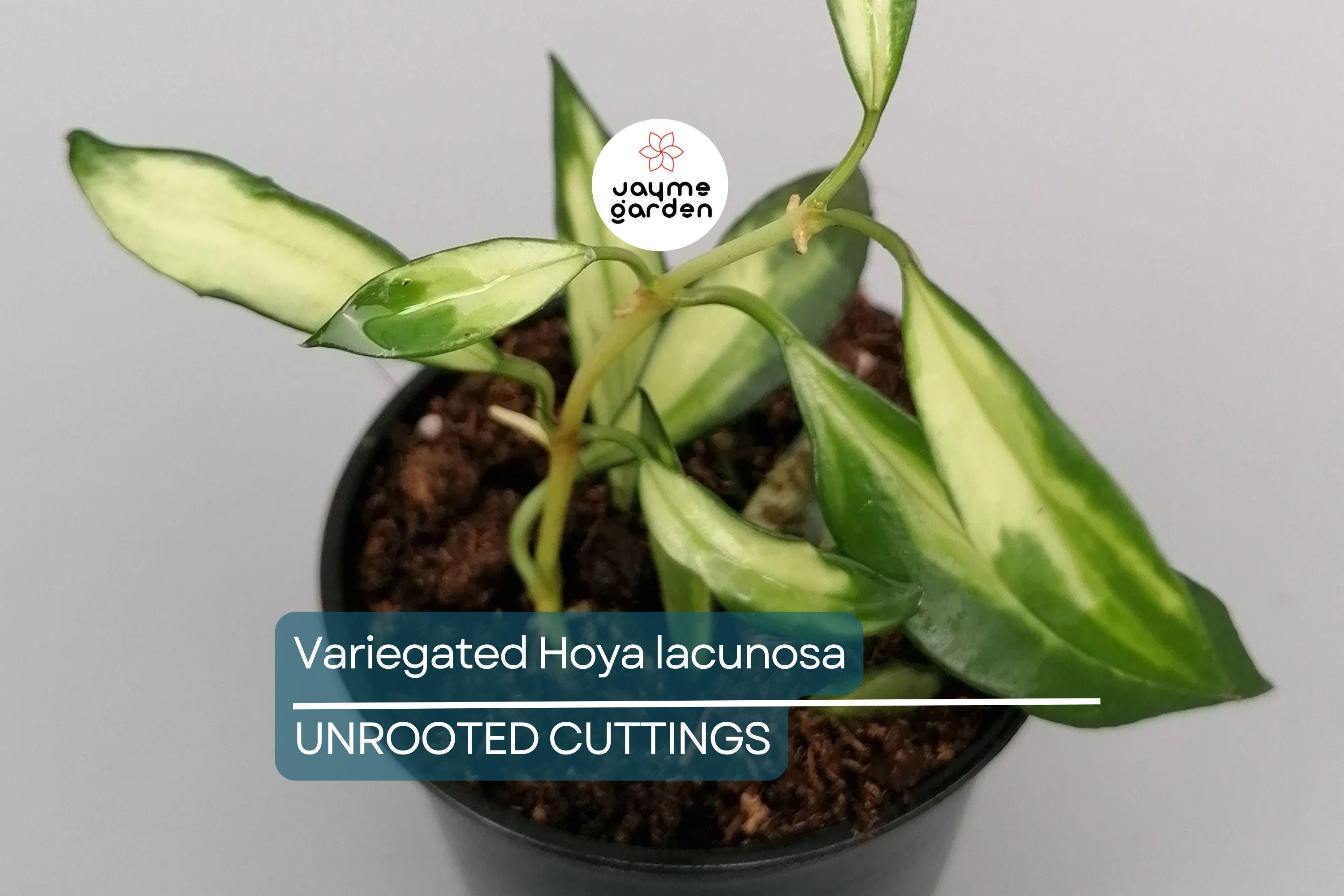 Variegated Hoya Lacunosa Cutting (Unrooted) - Exact Plant, Houseplant