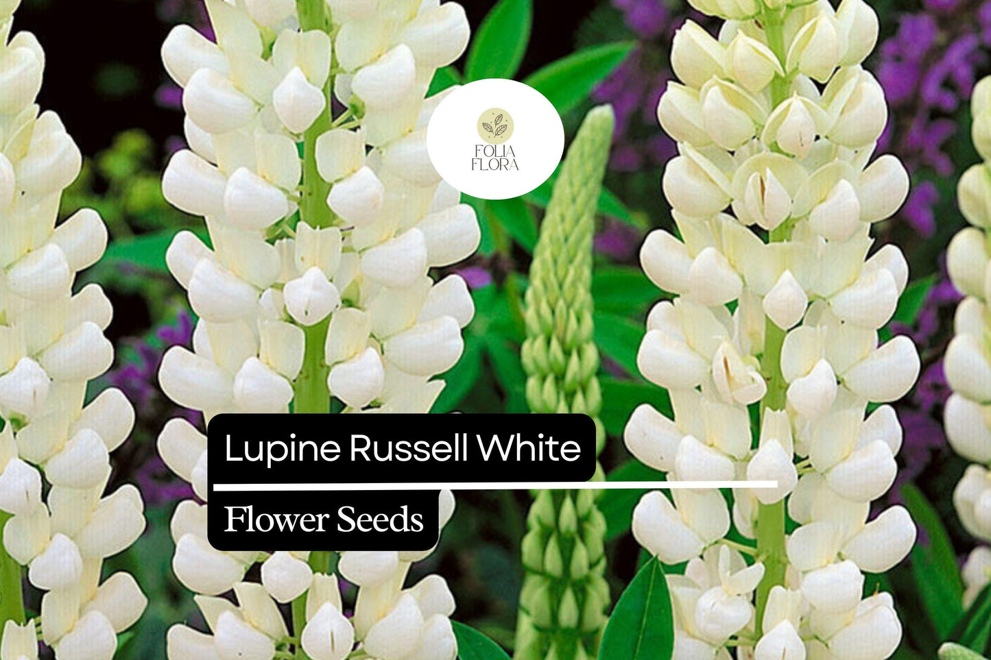 25+ Russell White Lupine Seeds | Lupinus polyphyllus | White Spiked Blooms for Garden Planting