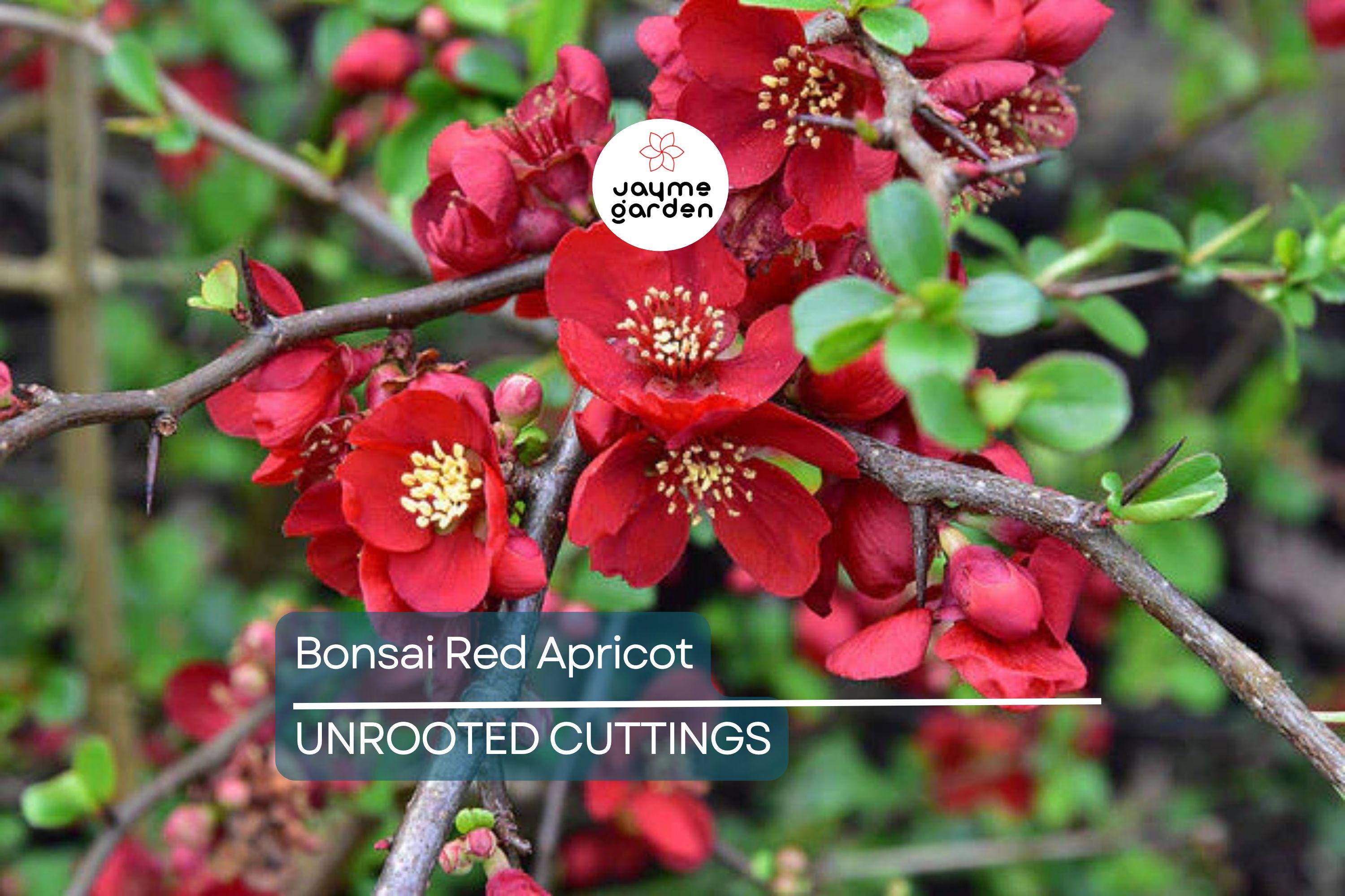 SUPER RARE Bonsai Red Apricot - 3 Fresh Cuttings for Rooting or Grafting (Mai Do) - Exotic, Hardy, Perfect for Bonsai