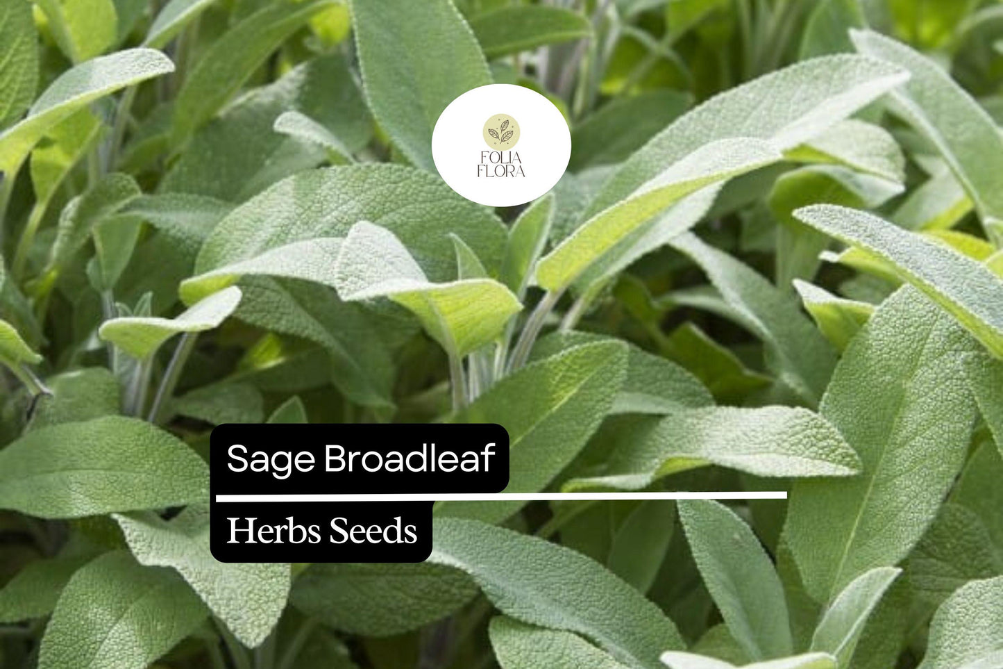 50 Seeds Sage Broadleaf, Salvia Officinalis, Aromatic Culinary Herb for Garden and Kitchen