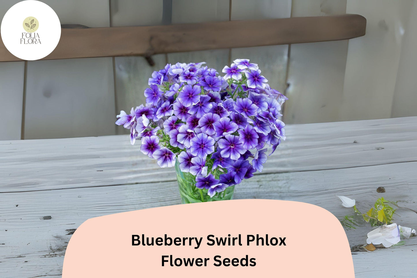 100+ Blueberry Swirl Phlox Seeds for Planting | Phlox drummondii Annual Flower Seeds | Purple & White Blooms for Garden Beds